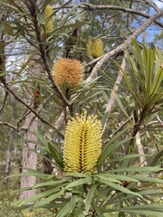Banksia aquilonia