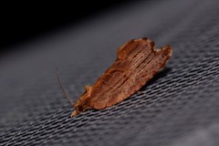 Glyphidoptera polymita