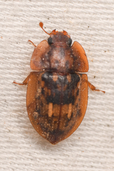 Lobiopa insularis