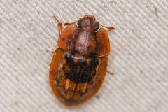 Lobiopa insularis