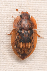 Lobiopa insularis