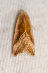 Micrathetis