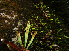 Grammitis stenophylla