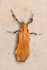 Lycomorphodes sordida