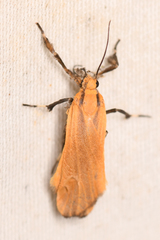 Lycomorphodes sordida