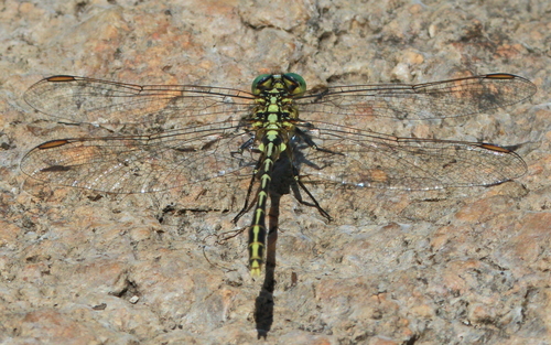 Yellow-striped Hunter