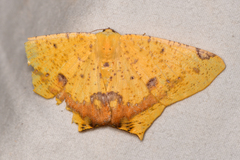 Nepheloleuca illiturata