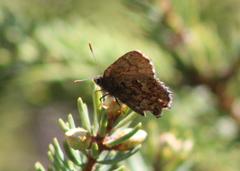 Callophrys lanoraieensis