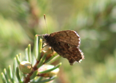Callophrys lanoraieensis
