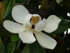 Magnolia grandiflora