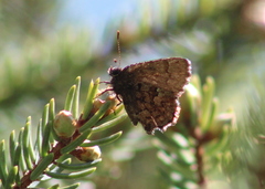 Callophrys lanoraieensis