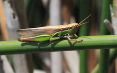 Bermius brachycerus