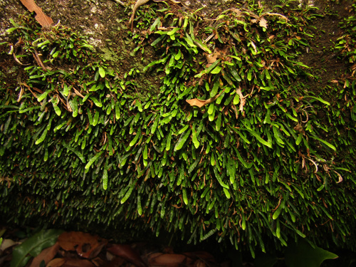 Image of Grammitis stenophylla by (c) Samuel Frankel, some rights reserved (CC BY)