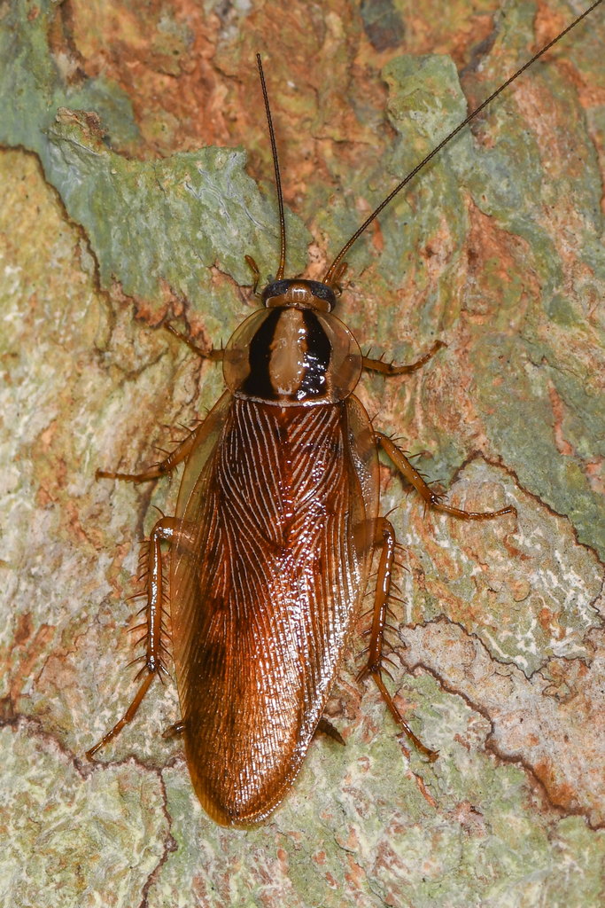 Macrophyllodromia maximiliani
