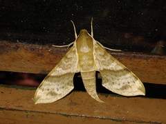 Xylophanes pistacina