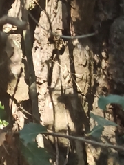 Bacillidae