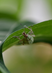 Compsus auricephalus