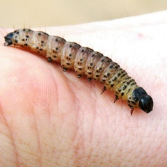 Apamea monoglypha