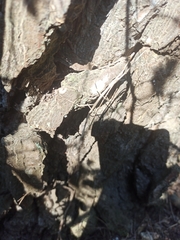 Bacillidae