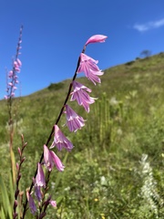 Watsonia strubeniae