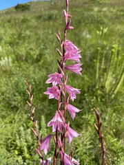 Watsonia strubeniae
