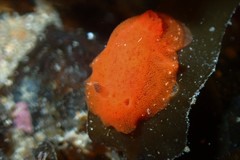 Rostanga arbutus