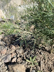 Argyranthemum gracile image