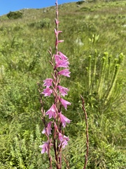 Watsonia strubeniae