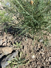 Argyranthemum gracile image