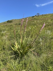 Watsonia strubeniae