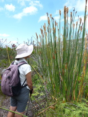 Elegia grandispicata