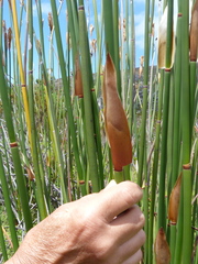 Elegia grandispicata