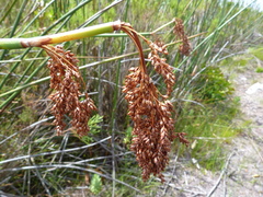 Elegia grandispicata