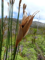 Elegia grandispicata