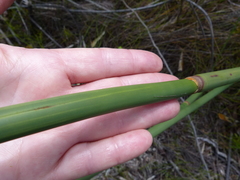 Elegia grandispicata