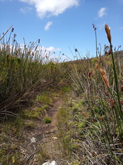 Elegia grandispicata