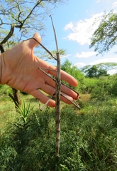 Bactrododema