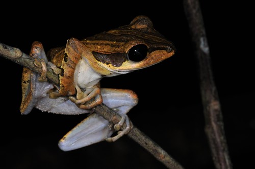Baram Whipping Frog, Polypedates macrotis