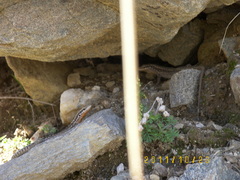 Anatololacerta anatolica