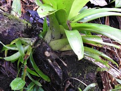 Guzmania berteroniana
