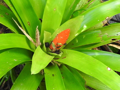 Guzmania berteroniana