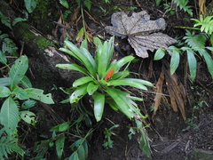 Guzmania berteroniana