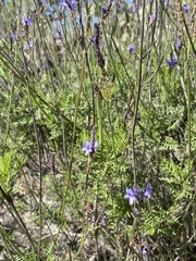 Lavandula canariensis subsp. canariensis image