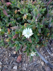 Delosperma ecklonis