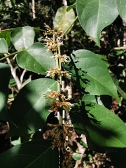 Picramnia antidesma