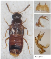 Gyrophaena bihamata