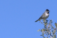 Curruca ruppeli