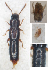 Nacaeus impressicollis