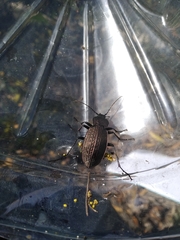 Carabus rugosus celtibericus