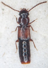 Siagonium quadricorne